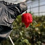 Afbeeldingsresultaat voor numex sandia hot pepper