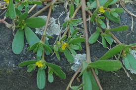 Attēlu rezultāti vaicājumam “Portulaca oleracea leaf”