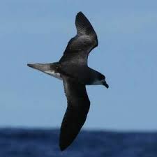 Image result for Pterodroma feae