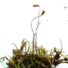 Attēlu rezultāti vaicājumam “Campylophyllum sommerfeltii”