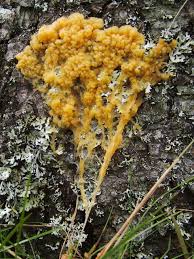 Attēlu rezultāti vaicājumam “Badhamia lilacina plasmodium”