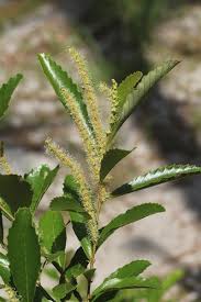 Attēlu rezultāti vaicājumam “Licea castanea macro”