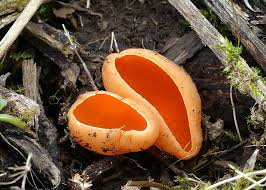 Attēlu rezultāti vaicājumam “Sarcoscypha austriaca var. lutea”