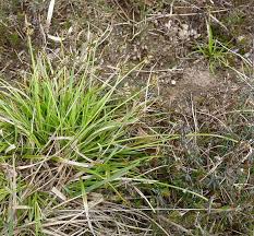 Attēlu rezultāti vaicājumam “Carex pilulifera”