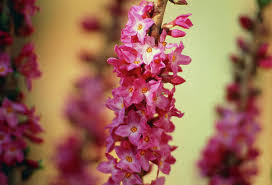 Attēlu rezultāti vaicājumam “Daphne mezereum”