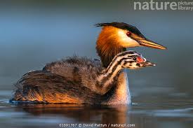 Attēlu rezultāti vaicājumam “Podiceps cristatus”