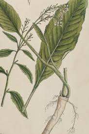 Attēlu rezultāti vaicājumam “Armoracia rusticana bud”