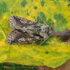 Attēlu rezultāti vaicājumam “Allophyes oxyacanthae”