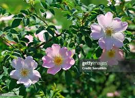 Attēlu rezultāti vaicājumam “Rosa canina”