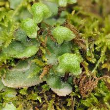 Attēlu rezultāti vaicājumam “Brachythecium salebrosum sporophyte”