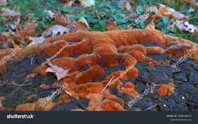 Attēlu rezultāti vaicājumam “Phellinus robustus”