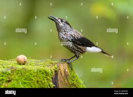 Attēlu rezultāti vaicājumam “Nucifraga caryocatactes”