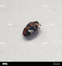 Attēlu rezultāti vaicājumam “Anthrenus scrophulariae”