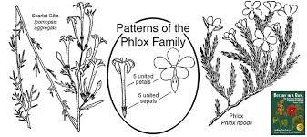 Attēlu rezultāti vaicājumam “Polemoniaceae”