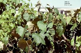 Attēlu rezultāti vaicājumam “Vitaceae”