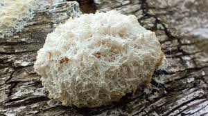 Attēlu rezultāti vaicājumam “Fuligo candida plasmodium”