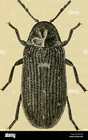 Attēlu rezultāti vaicājumam “Anobium pertinax”
