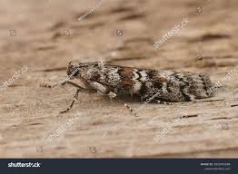 Attēlu rezultāti vaicājumam “Dioryctria abietella”