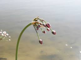 Attēlu rezultāti vaicājumam “Butomaceae”