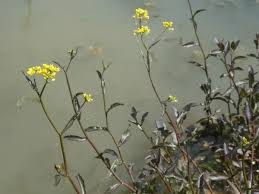 Attēlu rezultāti vaicājumam “Rorippa amphibia fruit”
