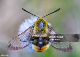 Attēlu rezultāti vaicājumam “Hemaris tityus”