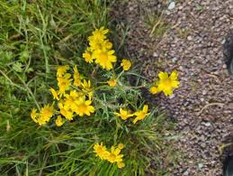 Attēlu rezultāti vaicājumam “Senecio vernalis leaf”