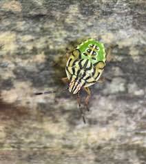 Attēlu rezultāti vaicājumam “Elasmucha grisea”