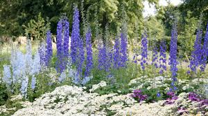 Image result for Rittersporn