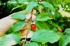 Attēlu rezultāti vaicājumam “Cornus mas”