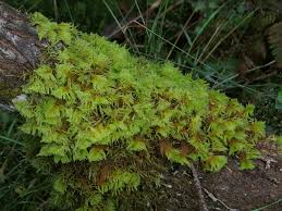 Attēlu rezultāti vaicājumam “Ptilium crista-castrensis”