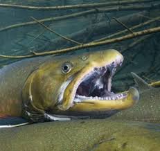 Image result for Salvelinus faroensis