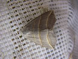 Attēlu rezultāti vaicājumam “Colobochyla salicalis”