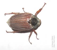 Attēlu rezultāti vaicājumam “Melolontha melolontha imago”