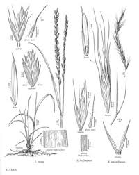 Attēlu rezultāti vaicājumam “Elytrigia repens leaf”