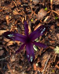 Attēlu rezultāti vaicājumam “Iris reticulata flower”