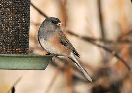 Image result for Junco hyemalis