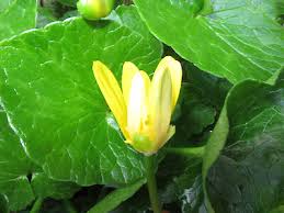 Attēlu rezultāti vaicājumam “Ficaria verna flower”