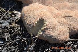 Attēlu rezultāti vaicājumam “Fuligo leviderma”