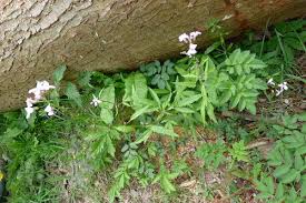 Attēlu rezultāti vaicājumam “Cardamine bulbifera leaf”