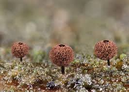 Attēlu rezultāti vaicājumam “Diderma effusum macro”