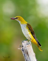 Attēlu rezultāti vaicājumam “Oriolus oriolus”