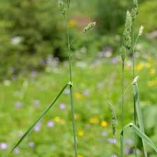 Attēlu rezultāti vaicājumam “Dactylis glomerata subsp. glomerata”