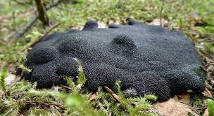 Attēlu rezultāti vaicājumam “Lindbladia tubulina”