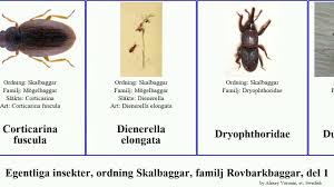 Attēlu rezultāti vaicājumam “Dienerella elongata”
