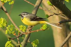 Attēlu rezultāti vaicājumam “Motacilla cinerea”