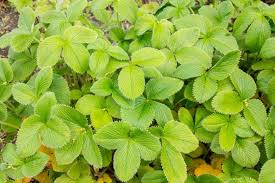 Attēlu rezultāti vaicājumam “Potentilla arenaria leaf”