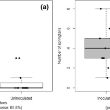 Attēlu rezultāti vaicājumam “Heteromurus nitidus”