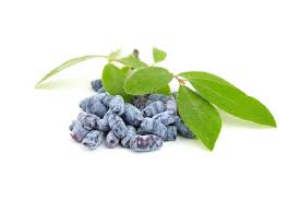 Attēlu rezultāti vaicājumam “Lonicera caerulea var. pallasii leaf”