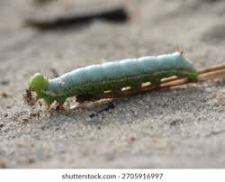 Attēlu rezultāti vaicājumam “Ptilodon capucina”