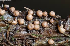 Attēlu rezultāti vaicājumam “Diderma radiatum”